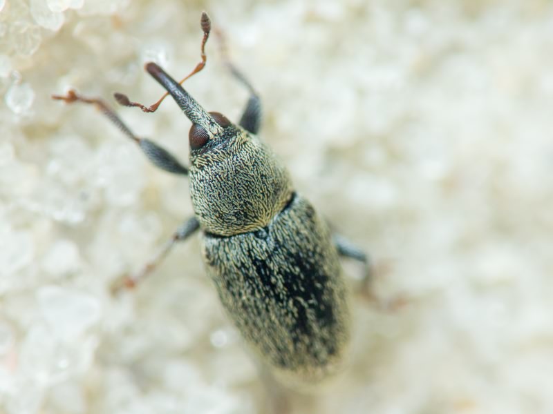 Sibinia (Sibinia) subelliptica Desbrochers des Loges, 1873